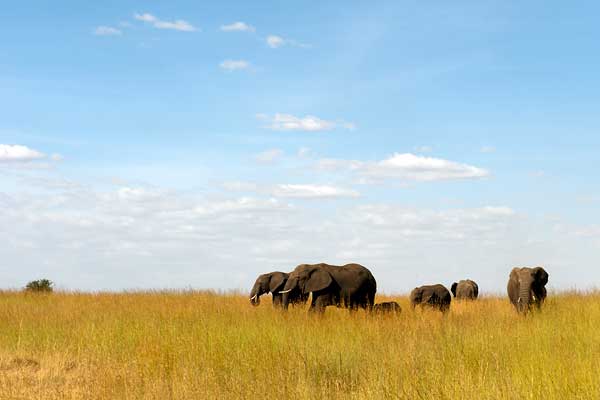 Lamai Serengeti - Tucked away in the northern Serengeti with fabulous year round resident wildlife 