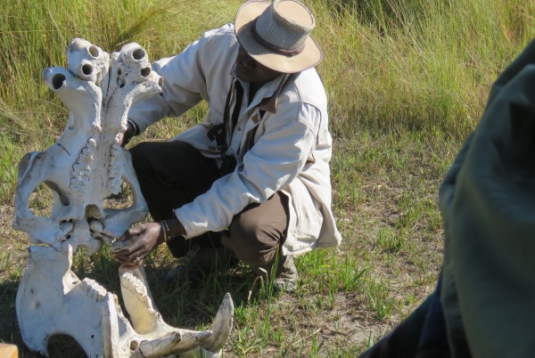 Super, explaining the workings of a hippo's jaw - safari guide with Uncharted Africa Safaris