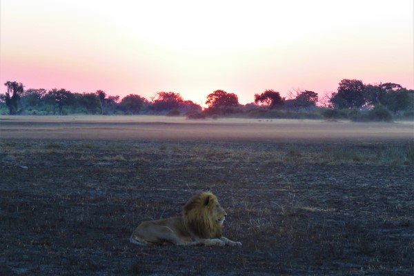 Lion watching the sunset on the pans, Botswana