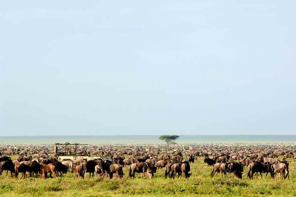  Wildebeest migration in full swing at Serengeti Safari Camp