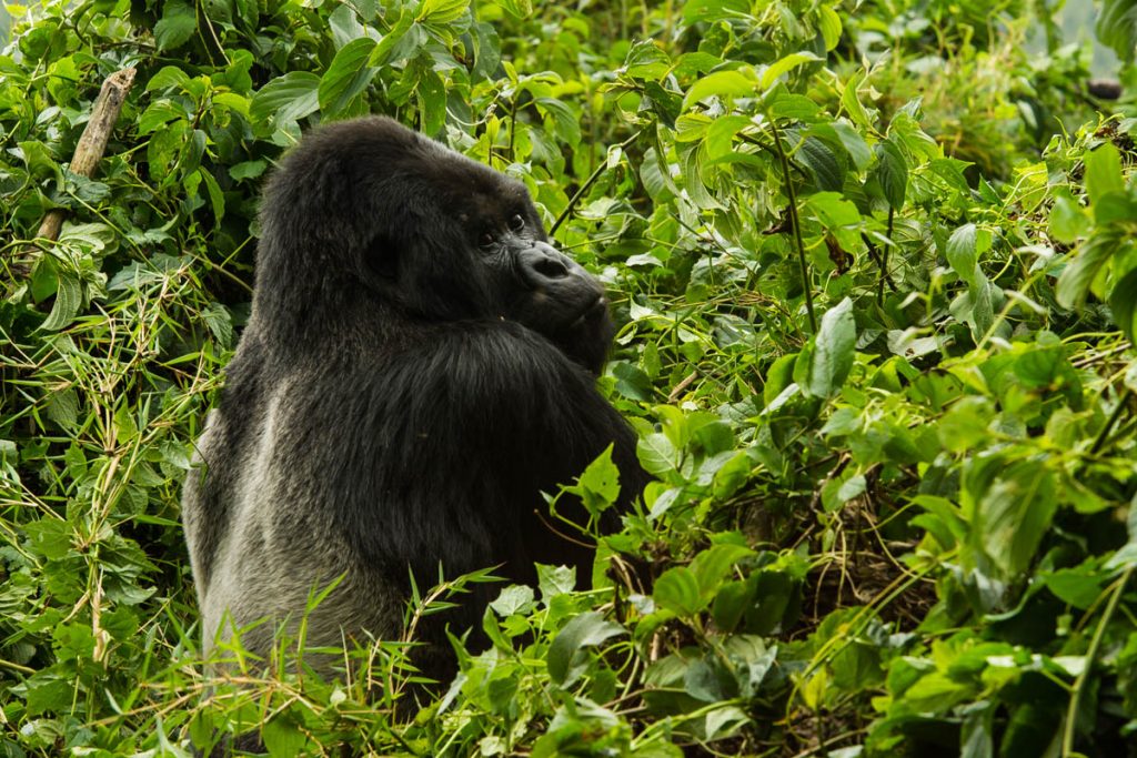 Silverback gorilla in the undergrowth, Volcanoes National Park