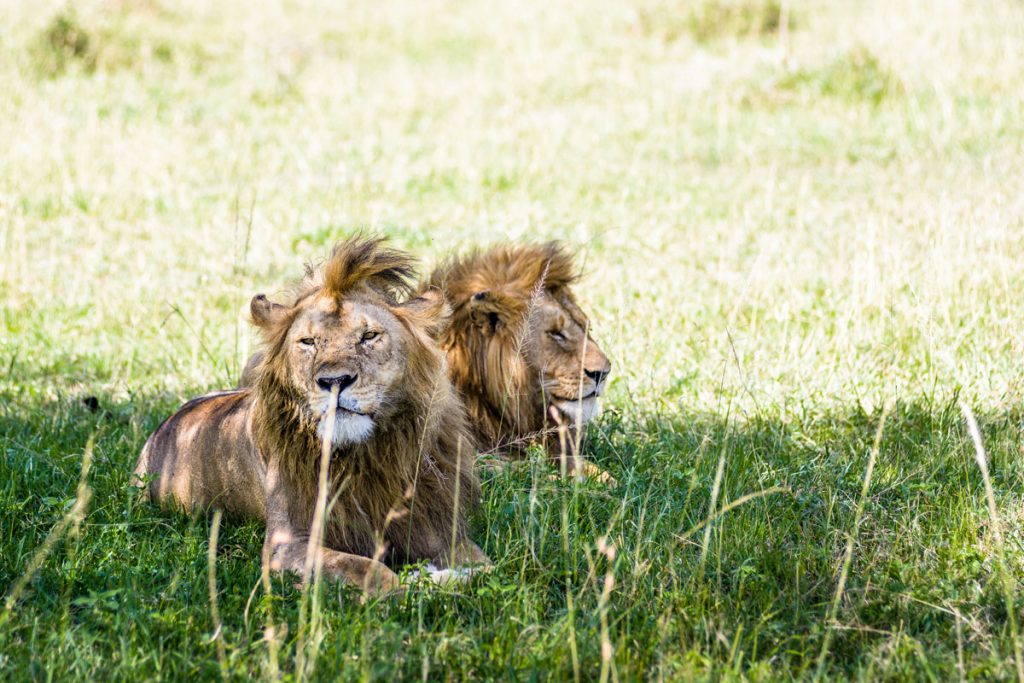 Lions at Singita Explore