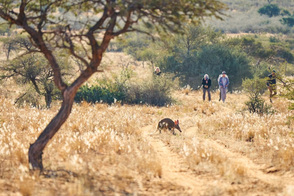 Tswalu Motse walking safari aardvark