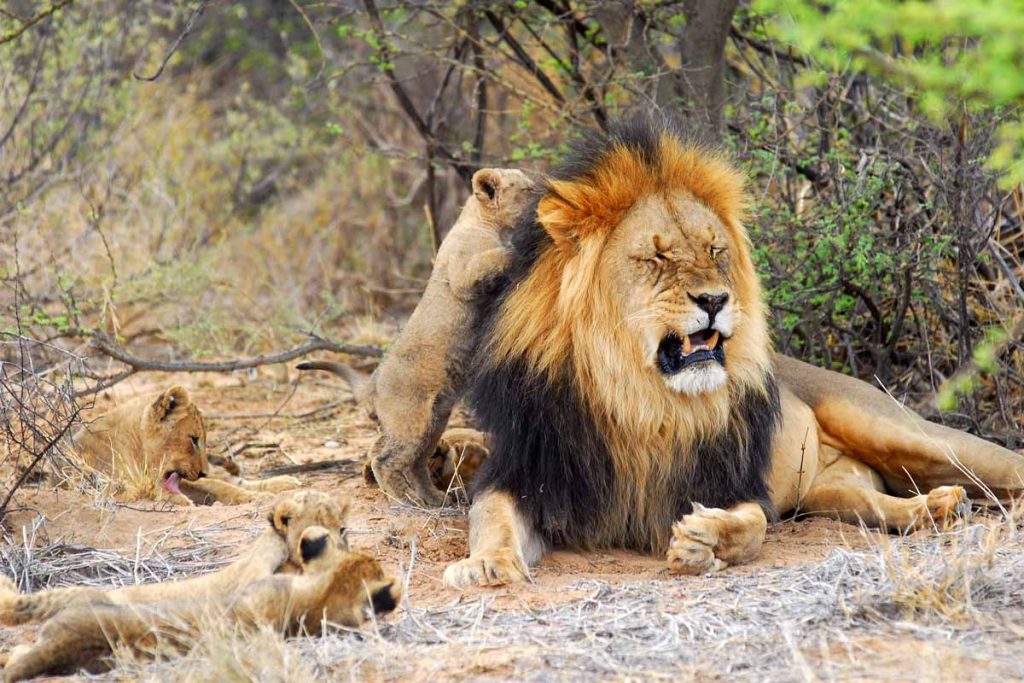 Tswalu Motse lion and cubs