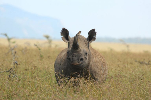 Rhino at Borana Lodge