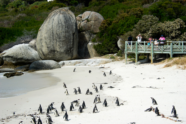 Boulders Beach in Cape Town, famous for its colony of penguins, Wilderness Safaris