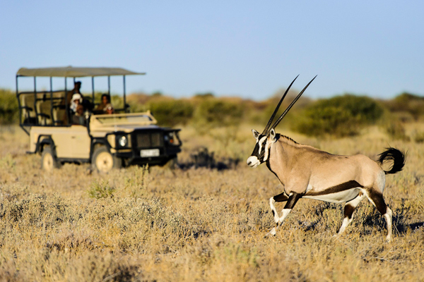 Desert adapted wildlife in the Central Kalahari, Kalahari Plains Camp