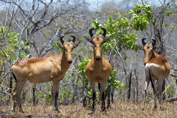 Wildlife viewing in Majete Wildlife Reserve, Mkulumadzi