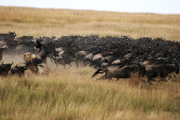 Dramatic scenes during the wildebeest migration, Mara Plains Camp