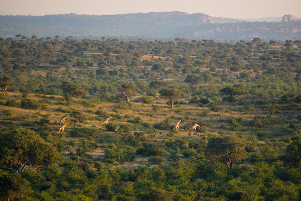Wide horizons in the Mashatu Wildlife Reserve