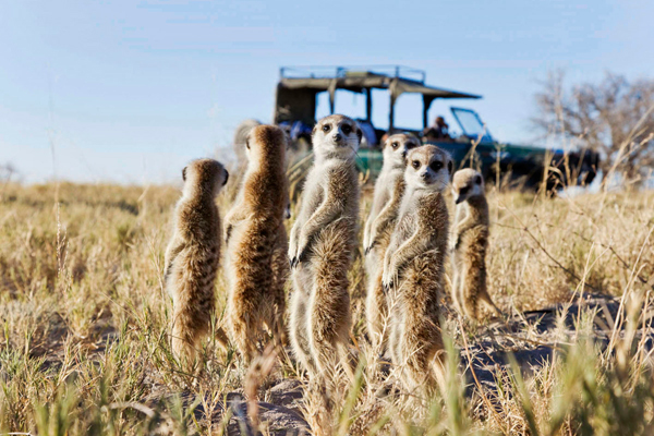 Meerkats, highlights of a visit to San, Jack’s and Camp Kalahari