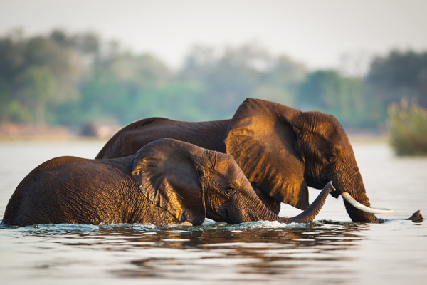 Elephant strolling through the Lower Zambezi River 