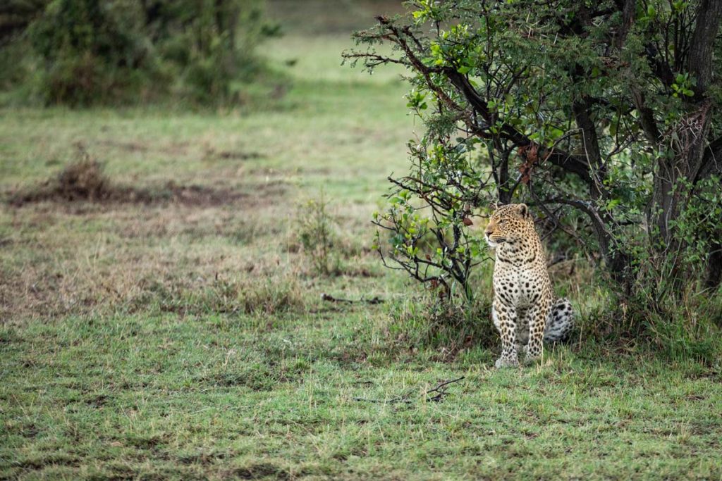 Mara Nyika Camp leopard
