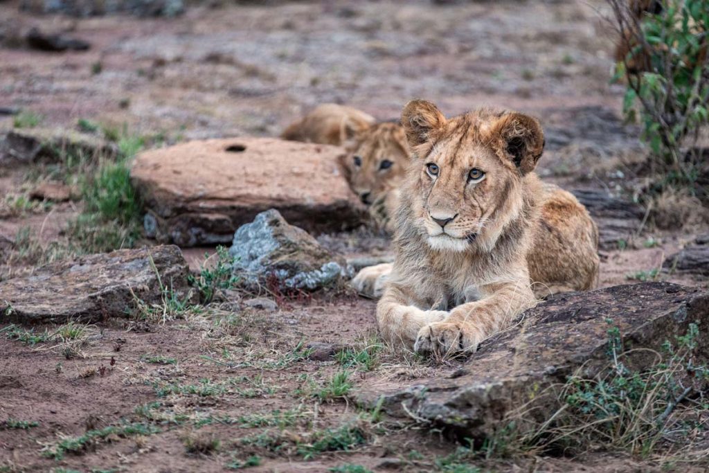 Mara Nyika Camp lion