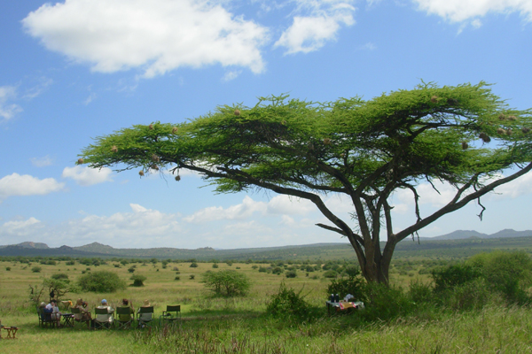 Lunch tree, Karisia Walking Safaris, Kenya