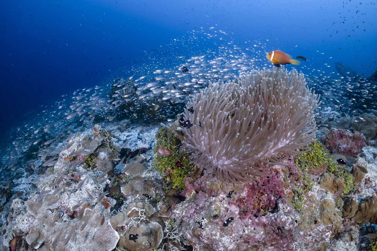Como Cocoa Island, Maldives, reef fish and coral