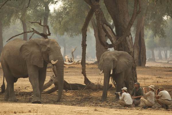 Exciting elephant encounters at Goliath Safaris