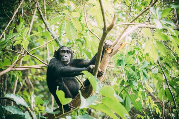 Chimps in the Mahale Mountains, Greystoke Mahale