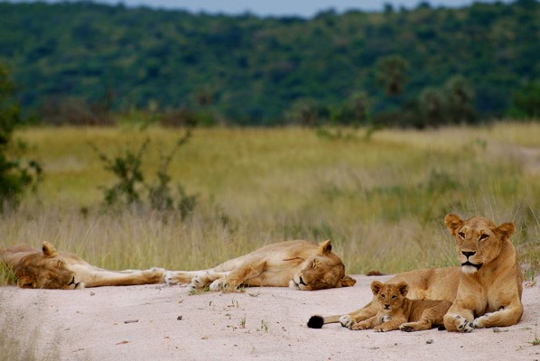 Lions in Ruaha National Park, Kigelia Camp