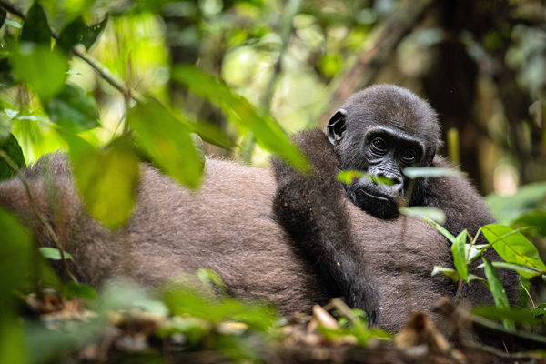 tracking Lowland gorillas at Sangha Lodge