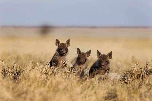 Brown hyena cubs in the Makgadikgadi Pans, San Camp