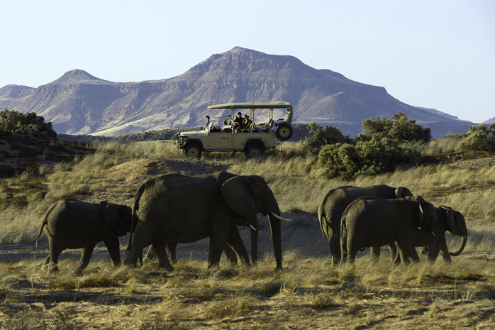 Desert elephant spotted on a game drive from Damaraland Camp