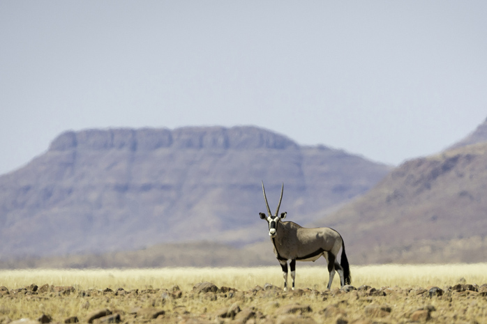 Lone Oryx, Desert Rhino Camp