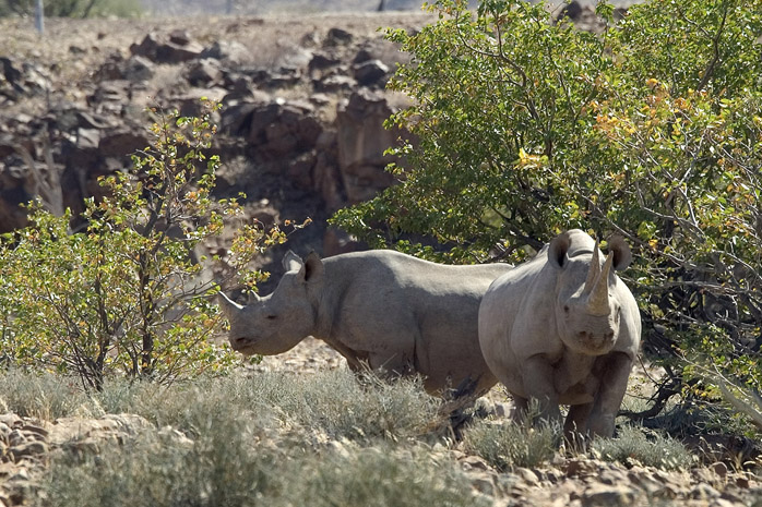 Tracking black rhino at Desert Rhino Camp