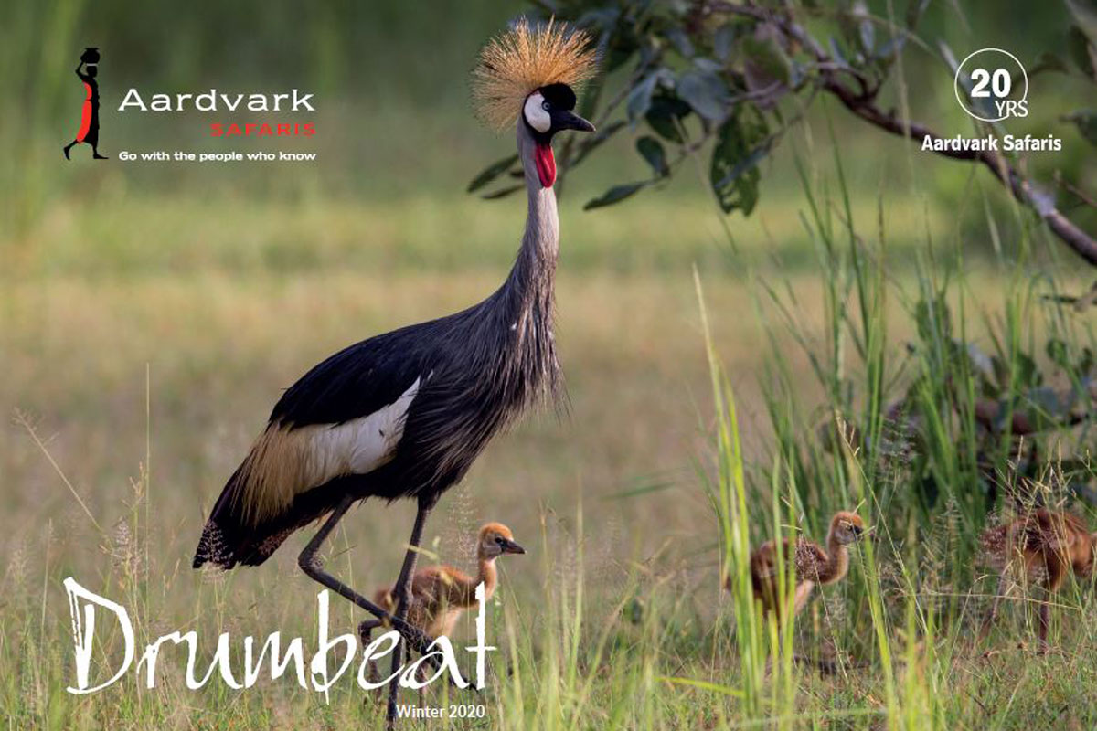 Drumbeat Winter 2020 - crowned crane and chicks
