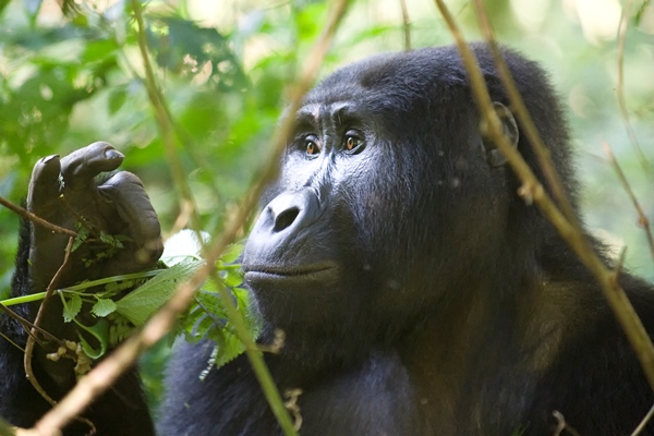 Mountain gorilla in Bwindi Impenetrable Forest. Bwindi Volcanoes Lodge