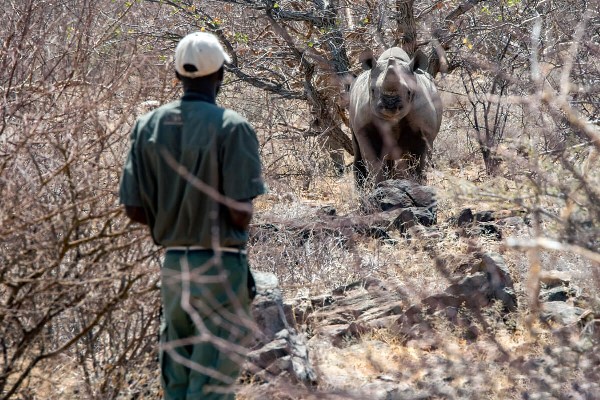 Success tracking rhino