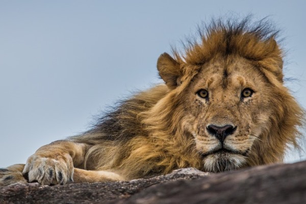 Magnificent lion close to Cottar's 1920's Safari Camp