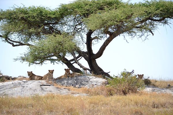 Lions on the lookout near Namiri Plains Camp