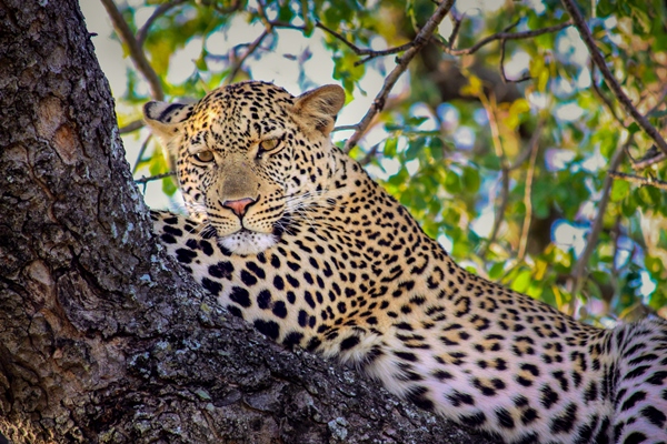 Leopard near Ngala Tented Camp