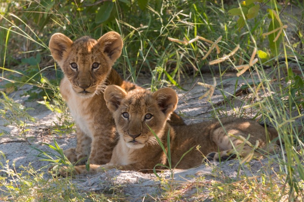 Lion cubs spotted on a wildlife drive from Kwando Lebala Camp,