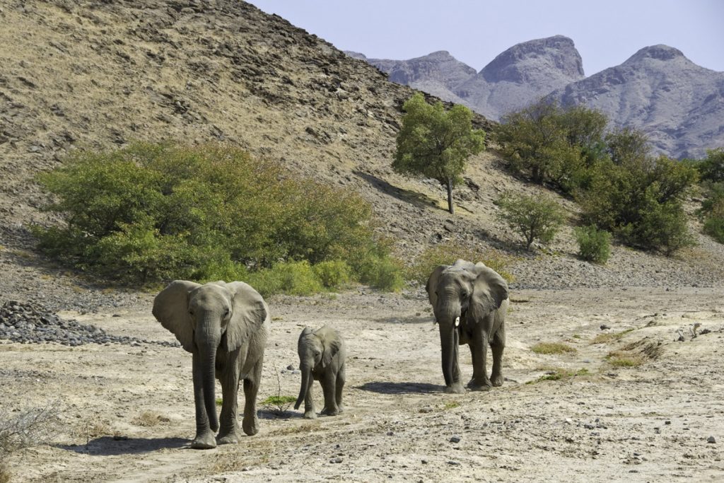 Desert adapted elephants near Hoanib Skeleton Coast Camp