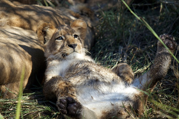 Relaxed lion cub having a moment in the sun near Splash Camp