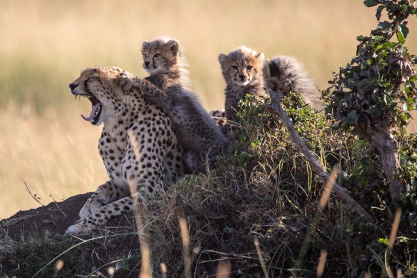 Cheetah family spotted on a drive from Offbeat Mara Camp