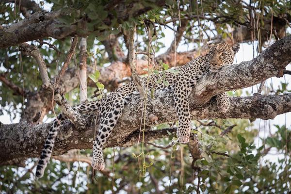 Lepard Katavi National Park