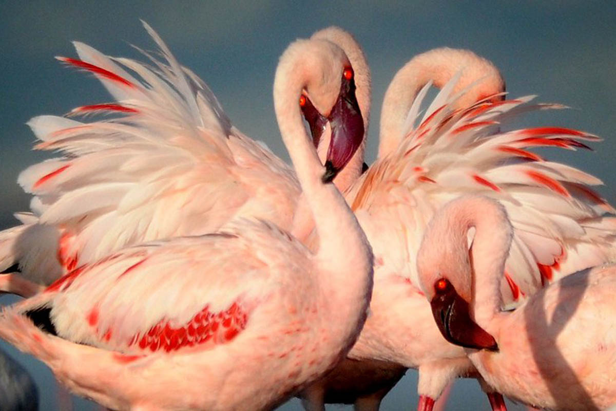 Lake Natron Camp flamingoes