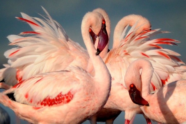 Lake Natron Camp flamingo 