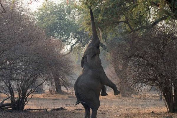 Elephant Goliath Safaris 